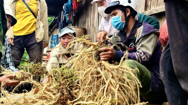 Sâm Dây  Ngọc Linh  Tươi Loại Lớn