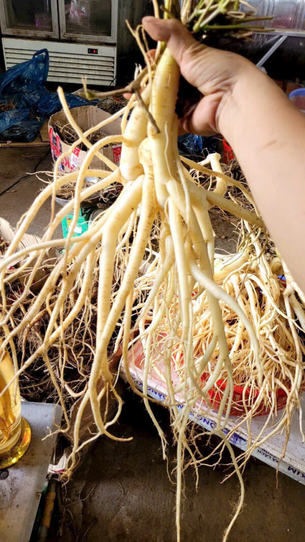 Sâm Dây  Ngọc Linh  Tươi Loại Lớn