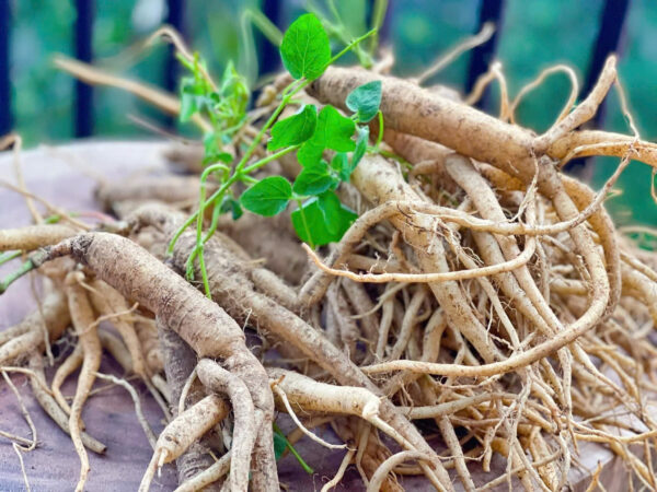 Sâm Dây  Ngọc Linh  Tươi Loại Lớn